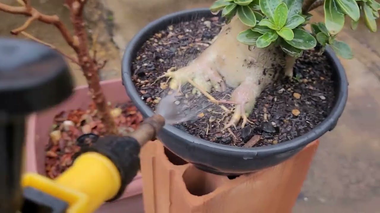Prevenção contra os fungos no período de chuvas. 
