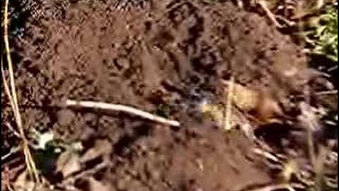 gopher, digging his underground home