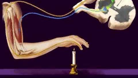 Central Nervous System, Reflex Arc