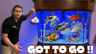 TRANSFERRING MY AGGRESSIVE SALTWATER FISH TO THEIR NEW AQUARIUM!!!