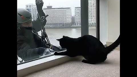 🐈😇 Friendly Window Washer Plays With Cat While Cleaning 🐈