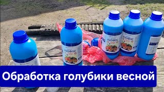 Обработка голубики весной для начинающих. Секрет здоровой голубики. АЗОФОС