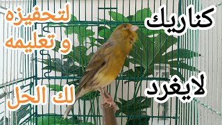 chant singing canaries 11 تغريد الكناري