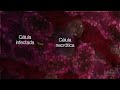 Malaria: Hospedero humano | Video HHMI BioInteractive