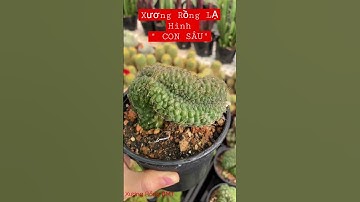 🌵Xương Rồng phom dị #shorts # #plant #xuongrong