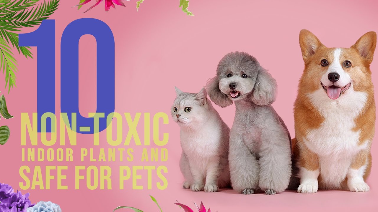 10 Non-toxic indoor plants for your pets