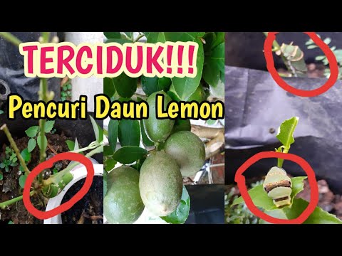 Video: Mengapa Daun Lemon Dalam Ruangan Jatuh?