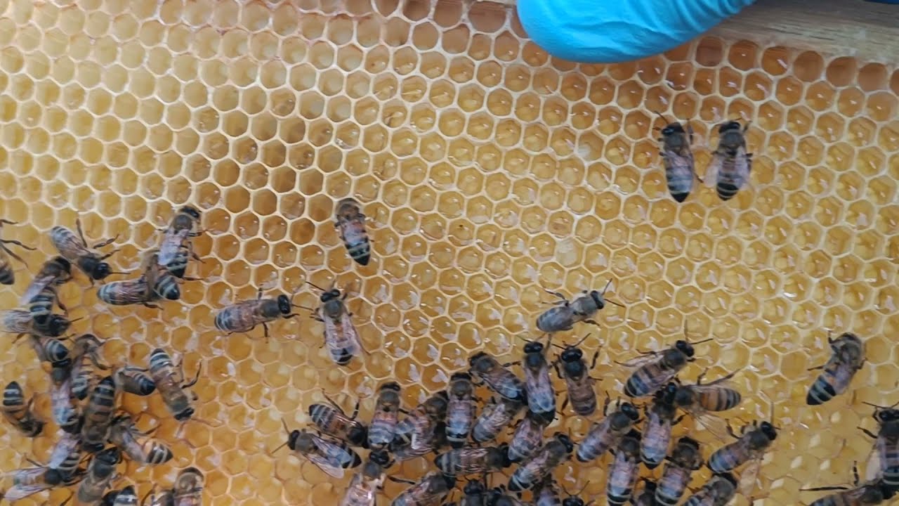 Pierwszy miód błyszczy w ramkach! Izoluję matkę i zakładam poławiacze pyłku