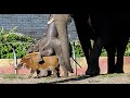 baby elephant Bumi rides horse on Red river hog - Ouwehands Dierenpark