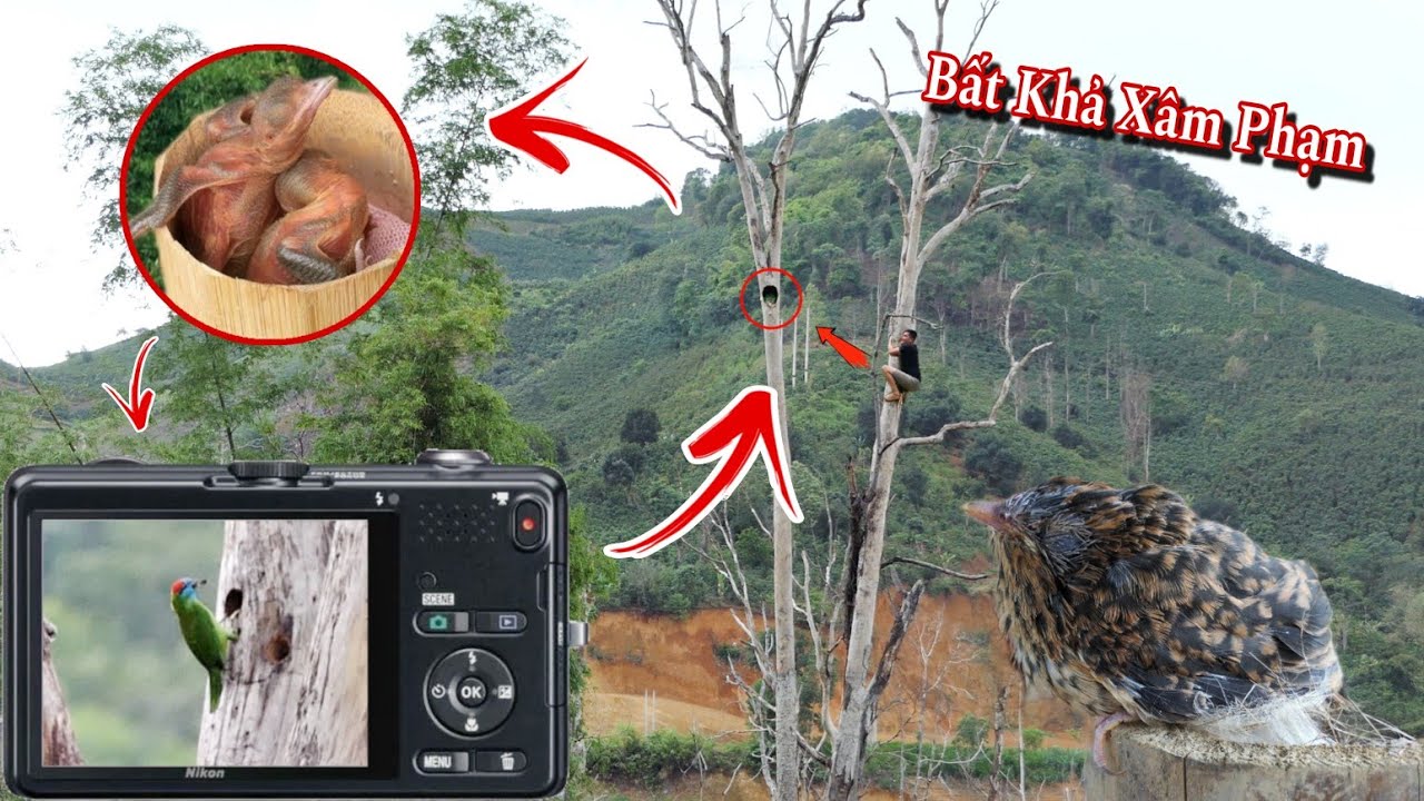 Tổ Chim Có 102 Trong Thân Cây Và All Pet | Dân Tộc Tây Bắc Tv