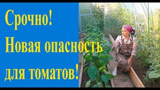 Фузариоз можно победить!