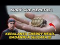 PANIKK..!! LIAT ANAK CHERRY HEAD MENETAS TAPI BERBADAN SULCATA ?!!