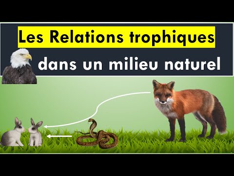 Les Relations Trophiques dans un milieu naturel