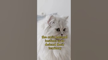 Why are cats hostile to mice? #oneminuteknowledge  #mouse #mice #animals