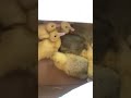 Pio pio 🐥