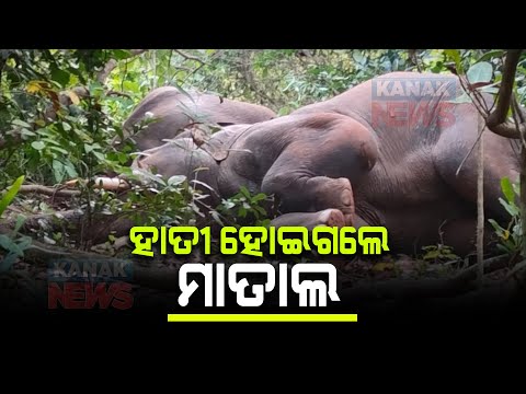 24 Intoxicated Elephants Slept In Cashew Field By Consuming Mahua In Keonjhar