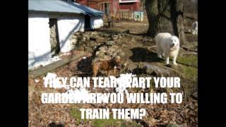A Possible Dog Owners Handbook