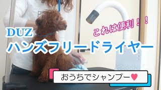 これは便利！【ペットドライヤー】DUZ（デュズ）ハンズフリードライヤー♪おうちシャンプーでアクシデント！最後まで頑張った犬が可愛い♡【トイプードルのソラ】【トイプードル】【toy poodle】