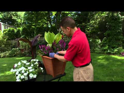Video: Potting A Canna Lily - Pasning af Cannas i containere
