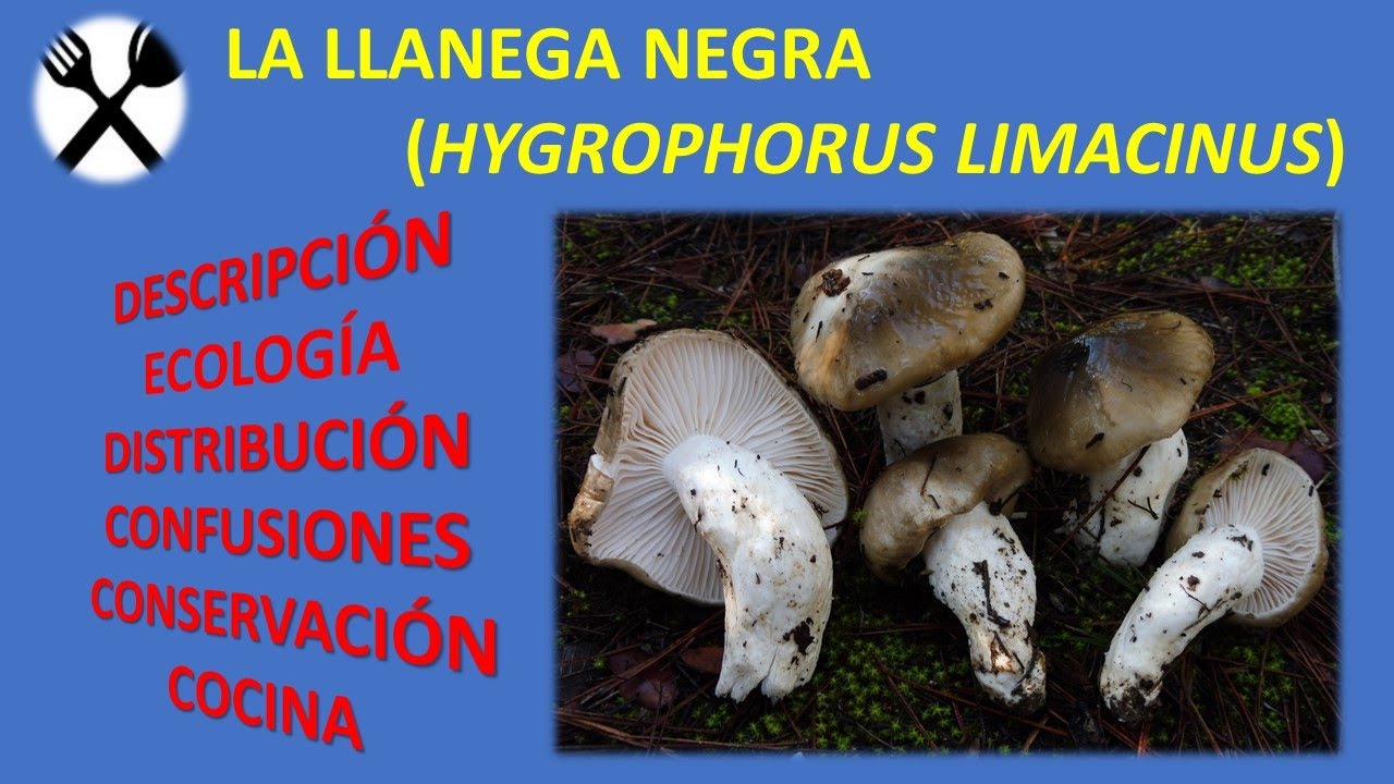 La llanega negra (Hygrophorus limacinus)