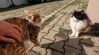 Cute calico cat with a soft fur is very friendly but her friends are a little timid screenshot 4