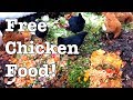 Chickens - Ideas for Feeding for FREE!