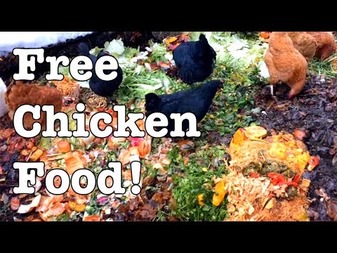 chickens---ideas-for-feeding-for-free!