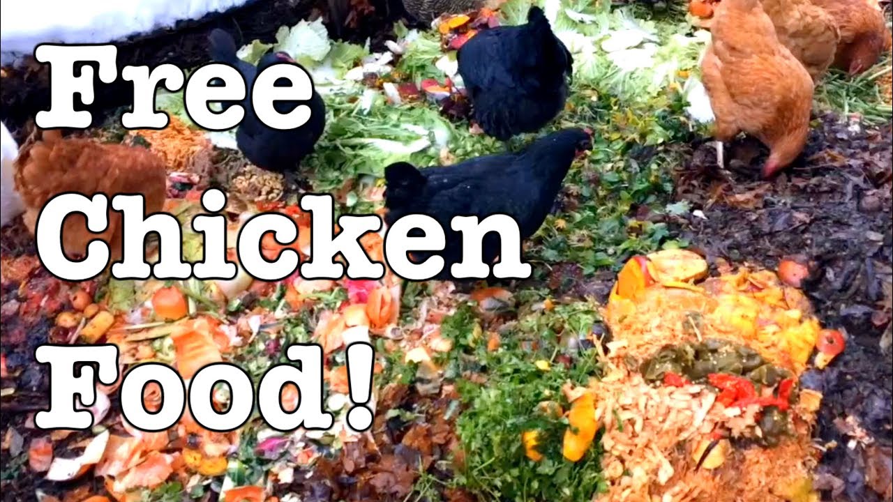Chickens - Ideas for Feeding for FREE! - YouTube