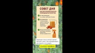 Луковая шелуха - природный антисептик