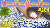 Nan Nan Back Skip Navigation Search Search Sign In Home Home Explore Explore Shorts Shorts Subscriptions Subscriptions Library Library History History Play All ウーパールーパー 飼育中 ウパ好きのための動画 403 Videos 51 143 Views Last