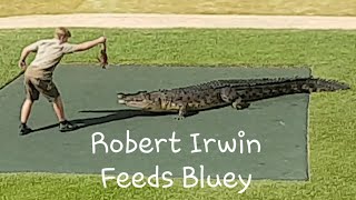 Robert Irwin feeds Bluey the Salt Water Crocodile Solo. 13 April 2021 (Wildlife Warriors Live Show)