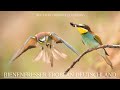 Bee-eater Colonies in Germany | Bienenfresser erobern Deutschland