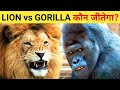 Sher aur Gorilla ki Ladai - कौन जीतेगा? Lion vs Gorilla Who Would Win
