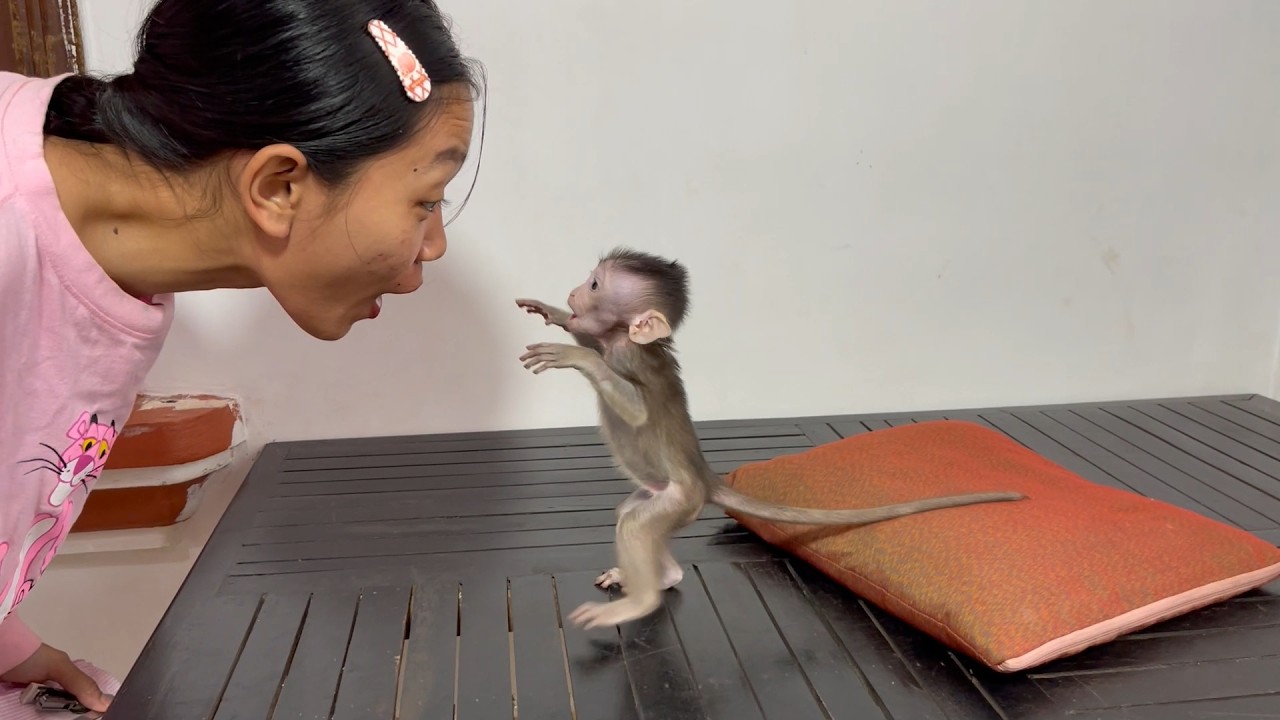 Ducking a Like, look at Small BB mnkey activities to make mom launching