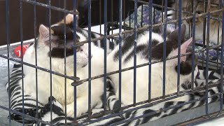 San Antonio Pets Alive makes 50 000th rescue