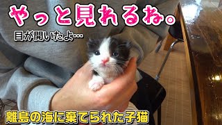 離島の海に棄てられた赤ちゃん猫…救出から13日で無事に眼が開きました！