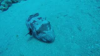 Fat Ass Puffer Fish Is To Lazy To Move