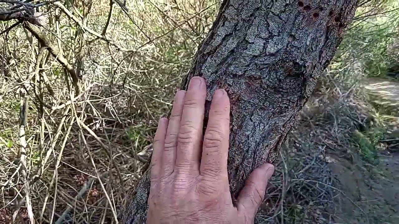 Is this an Engelmann oak,Quercus engelmannii?