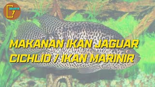 MAKAN IKAN JAGUAR CICHLID ALIAS IKAN MARINIR