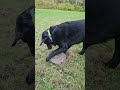 Holy Calamity Scream Insanity Grizz Rocks #handsomeboy #blacklab #labradorretriever #lab #rocks