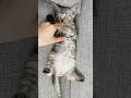 とある猫の生涯 #shorts #cat #catvideos
