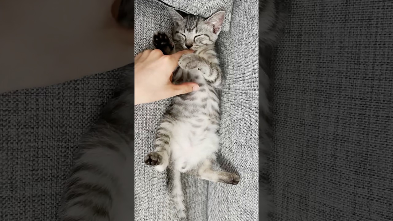 とある猫の生涯 #shorts #cat #catvideos
