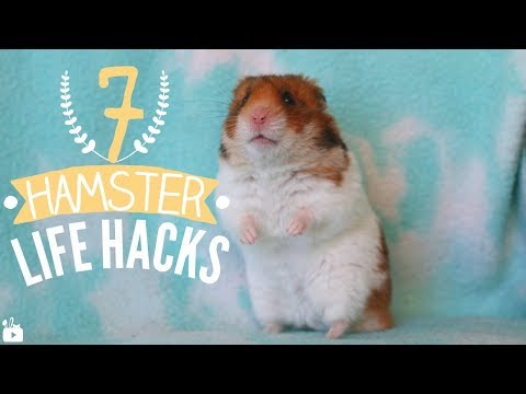 Hamster Life Tips, Cheats, Vidoes and Strategies