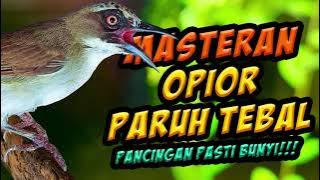 pancingan dan masteran burung opior paruh tebal, terapi untuk bakalan/ video tanaman & gemericik air