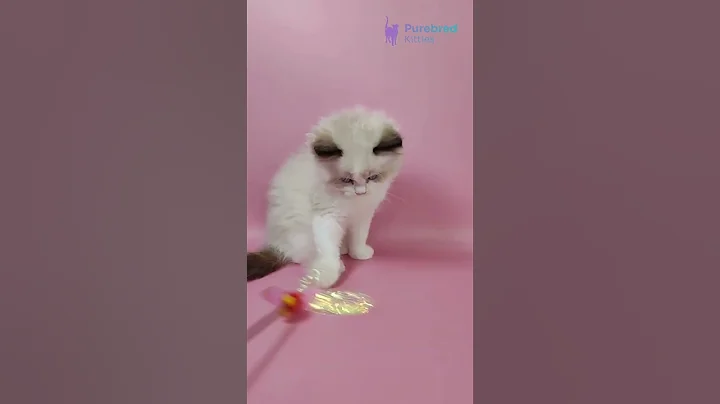 Watch the video about Adopt Fantik