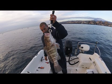 Traina con il vivo – Cernia Bianca con calamaro