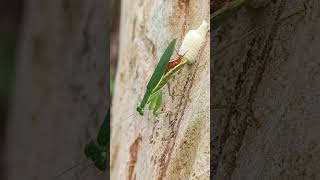 praying mantis made his home #beautiful #beautifulnature