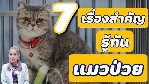 รู้ทันแมวป่วย สังเกตจาก 7 อาการนี้