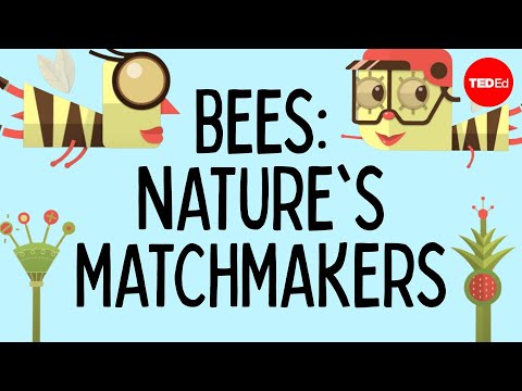 How bees help plants have sex - Fernanda S. Valdovinos | TED-Ed