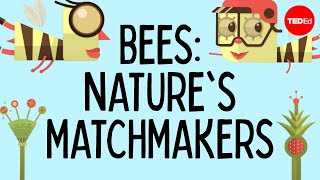 How bees help plants have sex - Fernanda S. Valdovinos How bees help plants have sex - Fernanda S. Valdovinos
